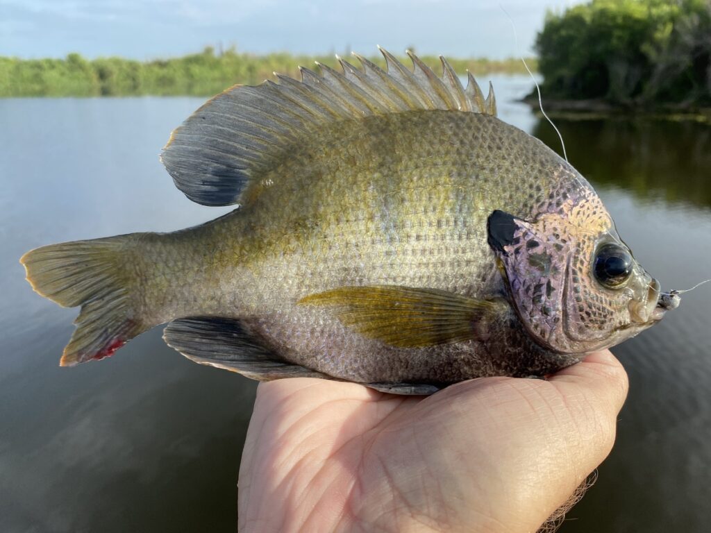 bluegill vs brim