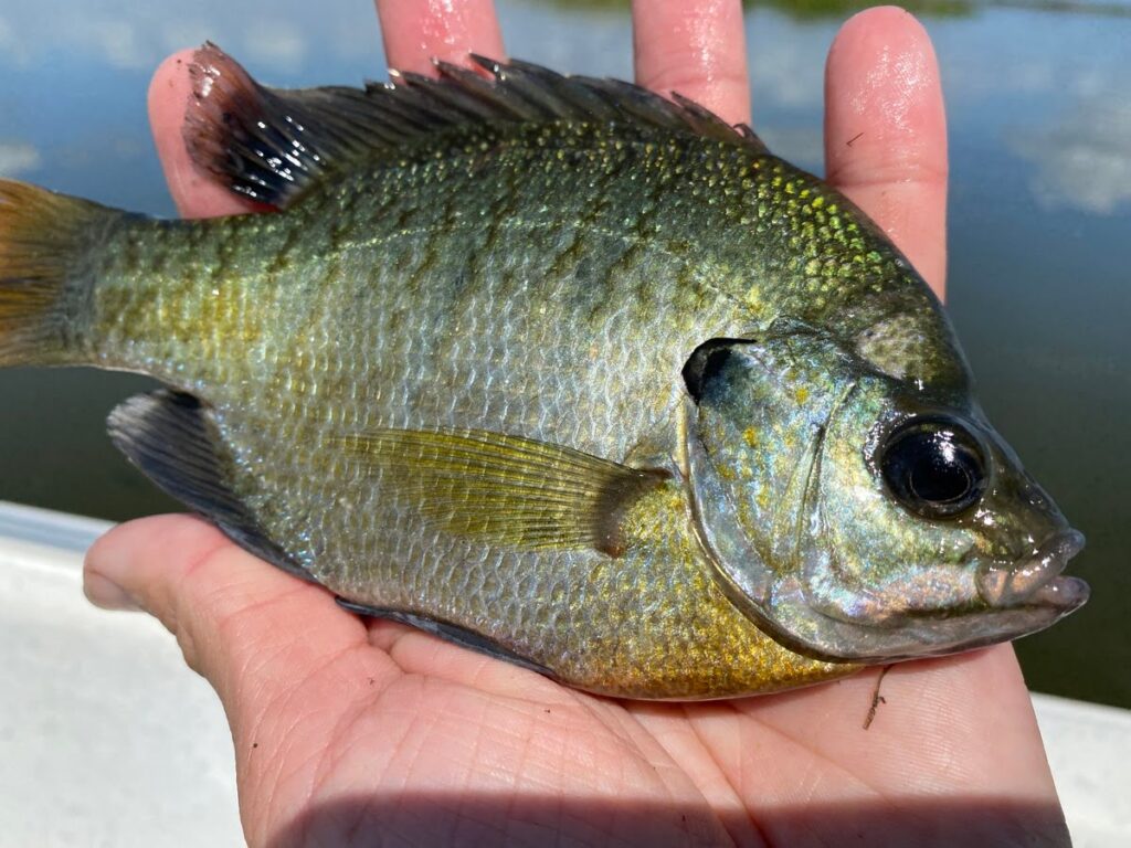 bluegill