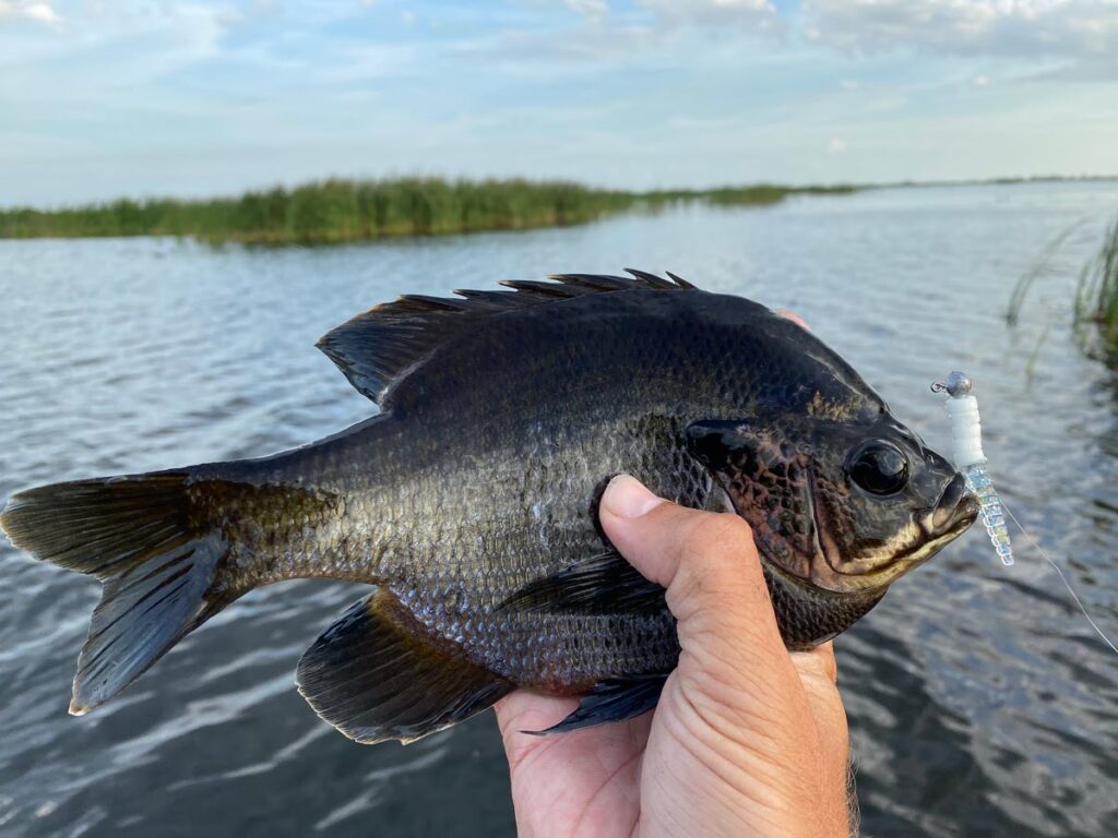 world record bluegill