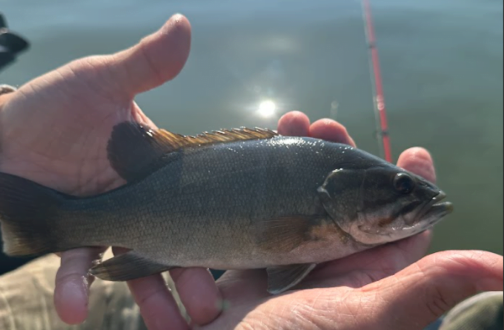 size hooks for smallmouth bass