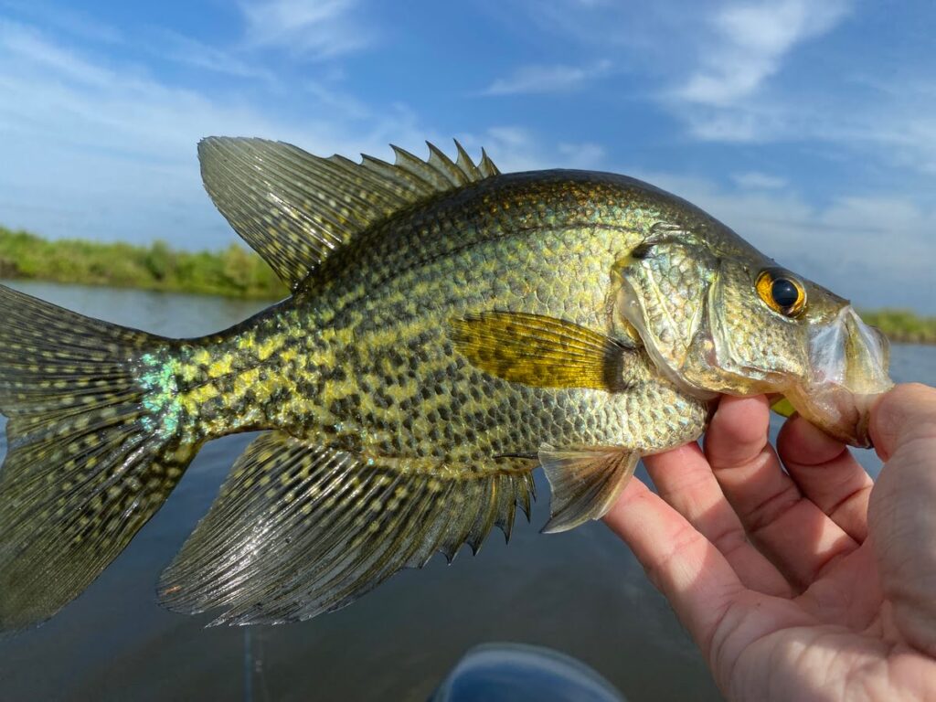 world record crappie