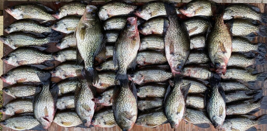 crappies