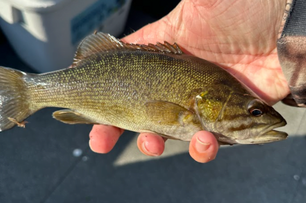 What Size Hooks for Smallmouth Bass? Quick Guide • Panfish Nation