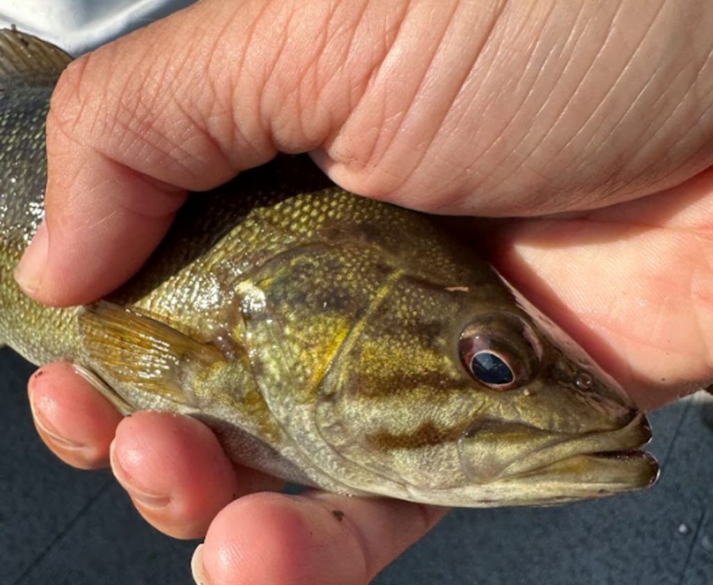 smallmouth bass hooks