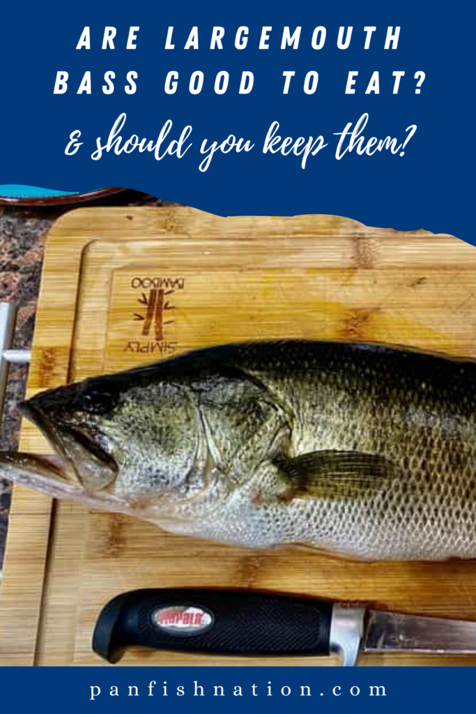 Are Largemouth Bass Good to Eat? & Should You Keep Them? • Panfish Nation